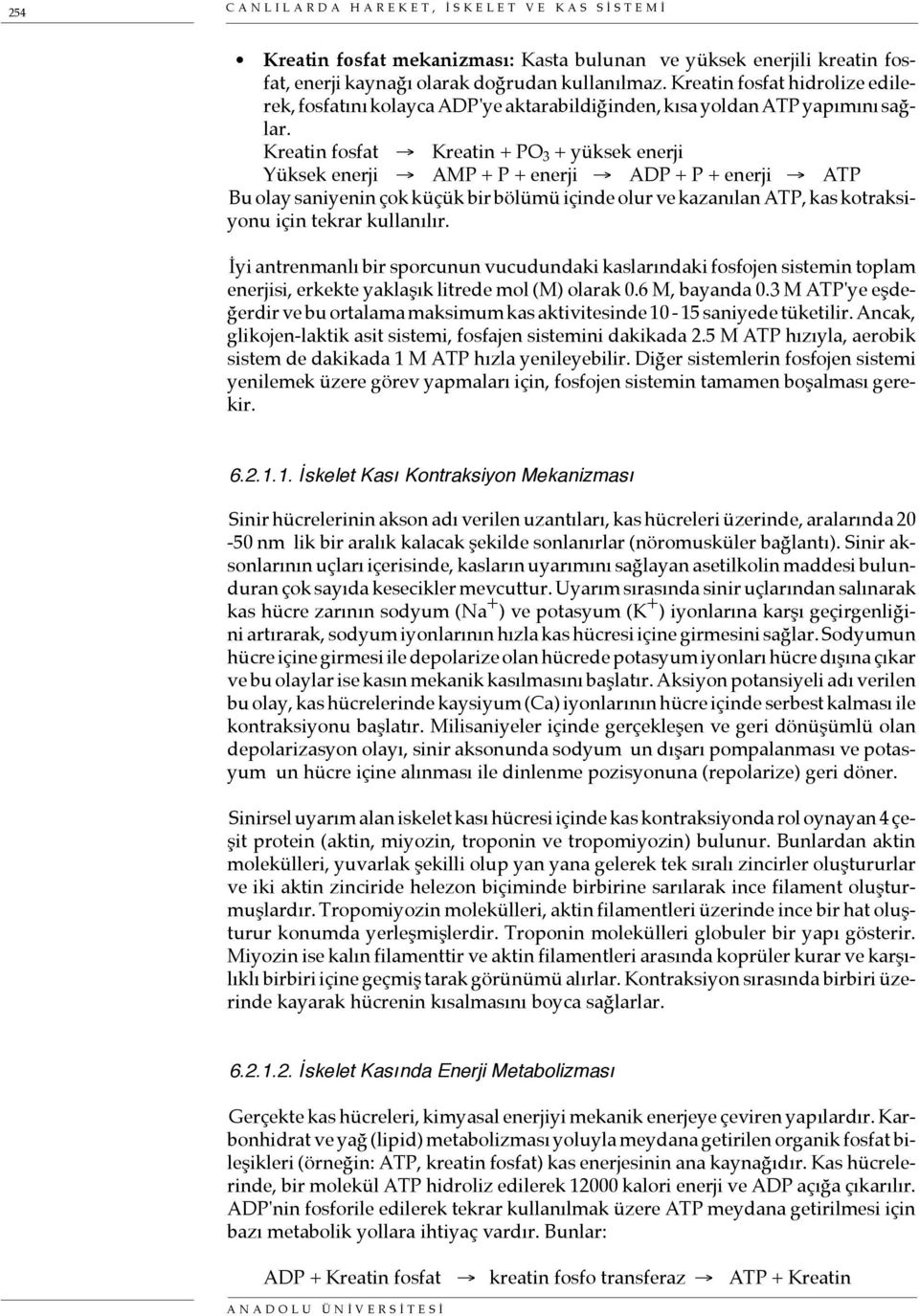 Kreatin fosfat Kreatin + PO 3 + yüksek enerji Yüksek enerji AMP + P + enerji ADP + P + enerji ATP Bu olay saniyenin çok küçük bir bölümü içinde olur ve kazanılan ATP, kas kotraksiyonu için tekrar