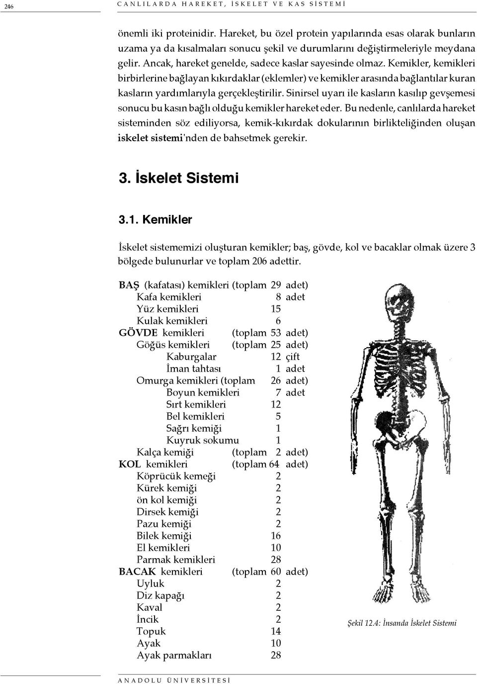 Kemikler, kemikleri birbirlerine bağlayan kıkırdaklar (eklemler) ve kemikler arasında bağlantılar kuran kasların yardımlarıyla gerçekleştirilir.