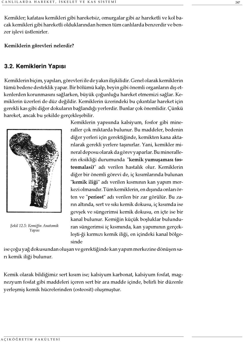 Genel olarak kemiklerin tümü bedene desteklik yapar. Bir bölümü kalp, beyin gibi önemli organların dış etkenlerden korunmasını sağlarken, büyük çoğunluğu hareket etmemizi sağlar.