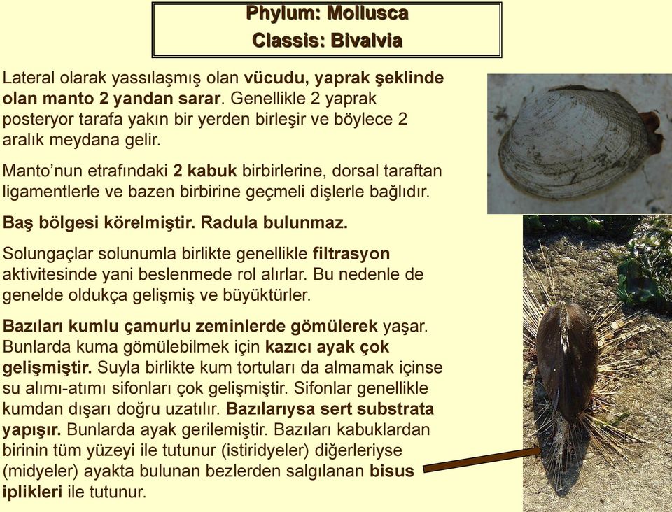 Manto nun etrafındaki 2 kabuk birbirlerine, dorsal taraftan ligamentlerle ve bazen birbirine geçmeli dişlerle bağlıdır. Baş bölgesi körelmiştir. Radula bulunmaz.