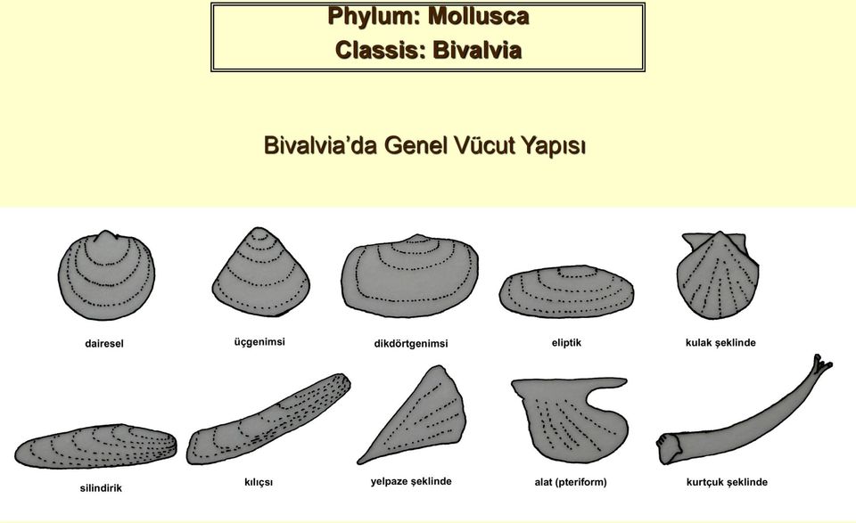 Bivalvia