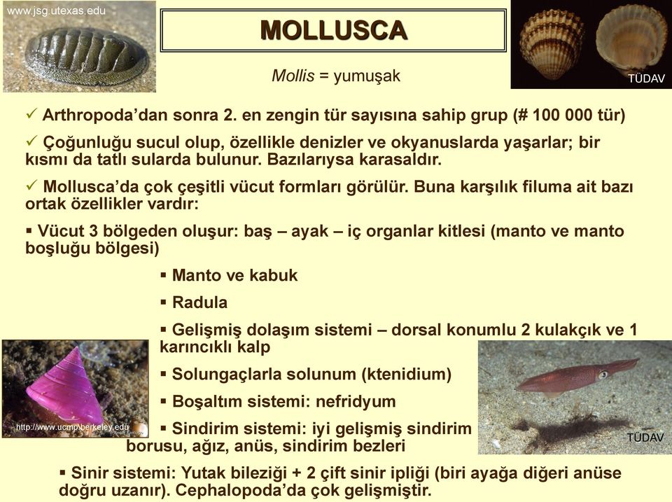 Mollusca da çok çeşitli vücut formları görülür.