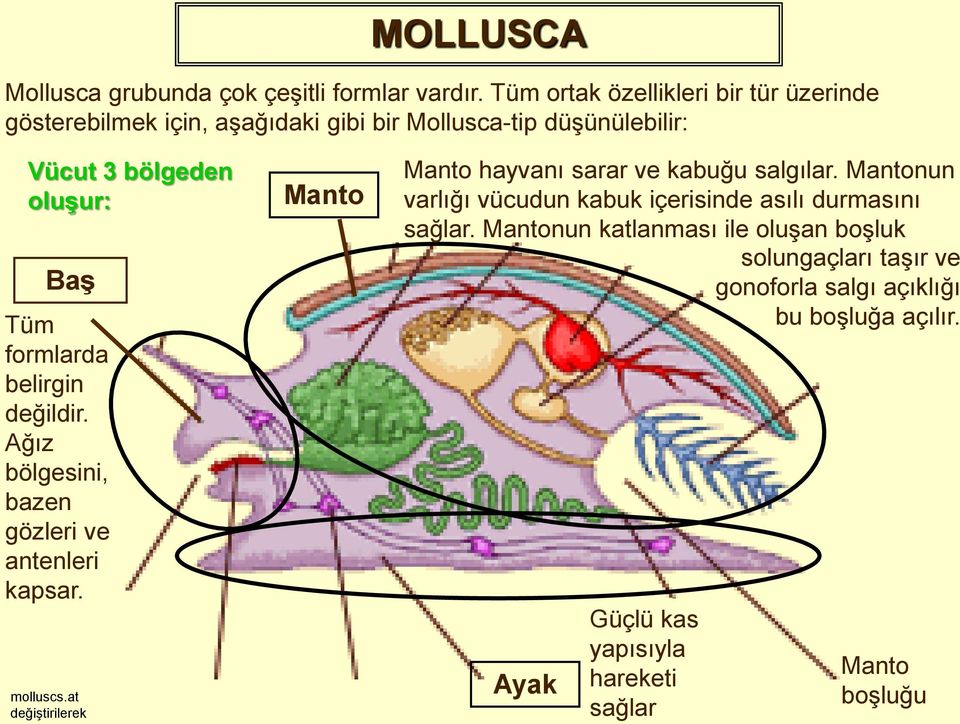 formlarda belirgin değildir. Ağız bölgesini, bazen gözleri ve antenleri kapsar. molluscs.