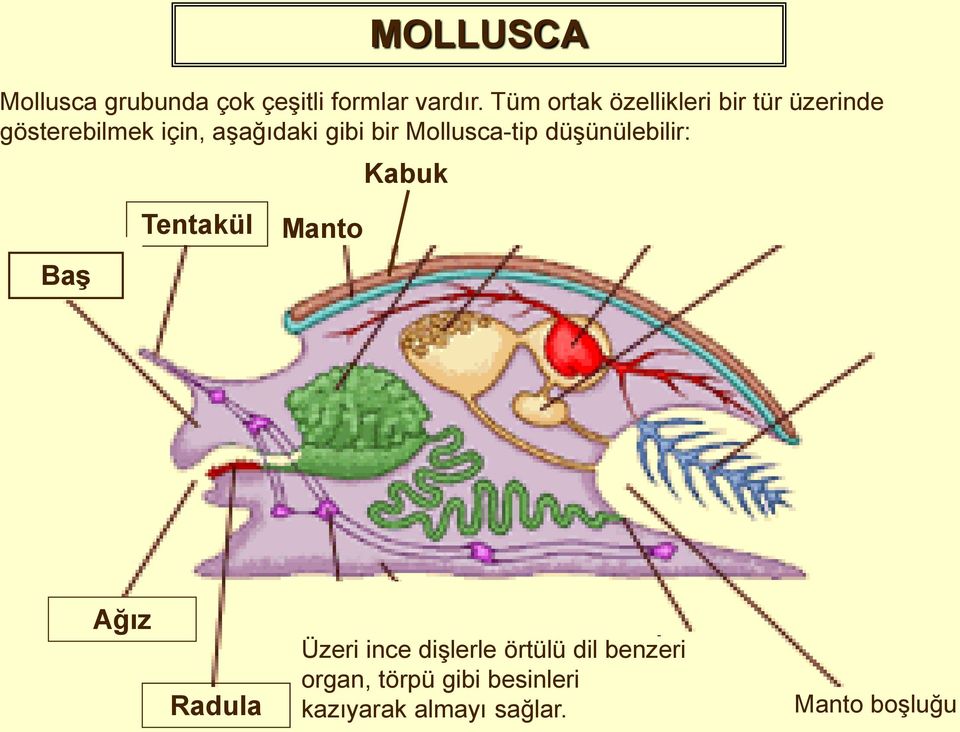 bir Mollusca-tip düşünülebilir: Kabuk Baş Tentakül Manto Ağız Radula Üzeri