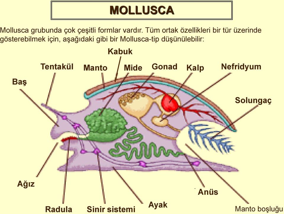 aşağıdaki gibi bir Mollusca-tip düşünülebilir: Kabuk Tentakül Manto