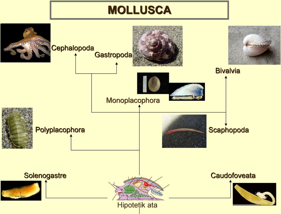 Monoplacophora Polyplacophora