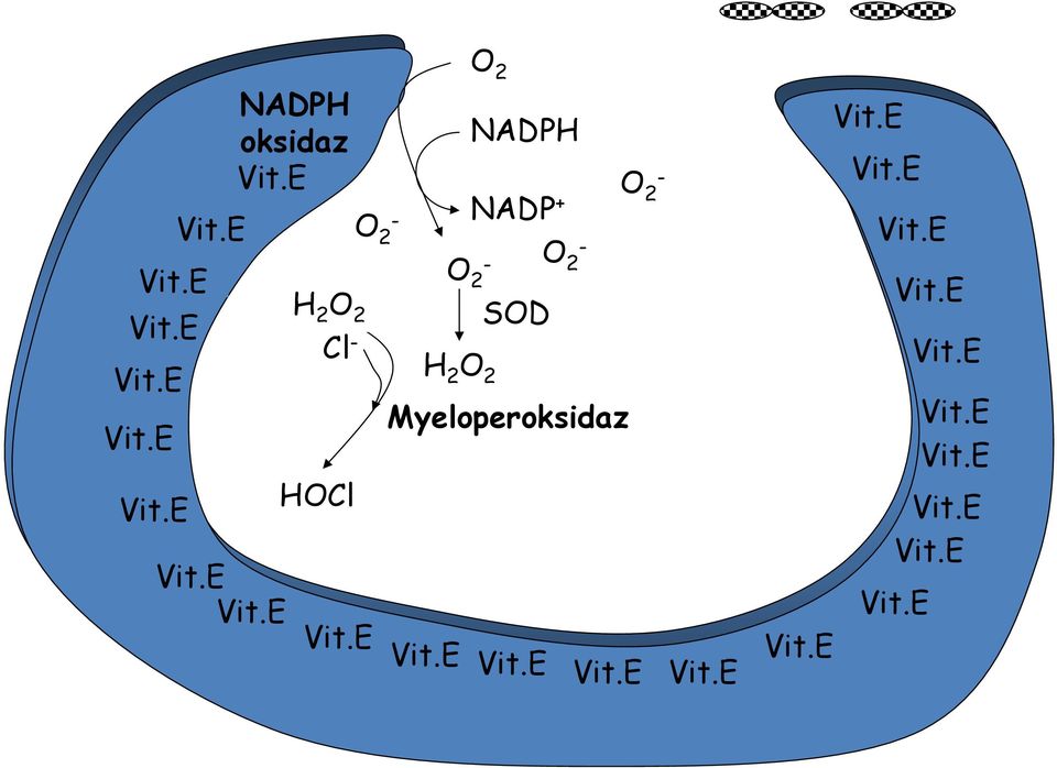 2 - Myeloperoksidaz O 2 - Vit.E 