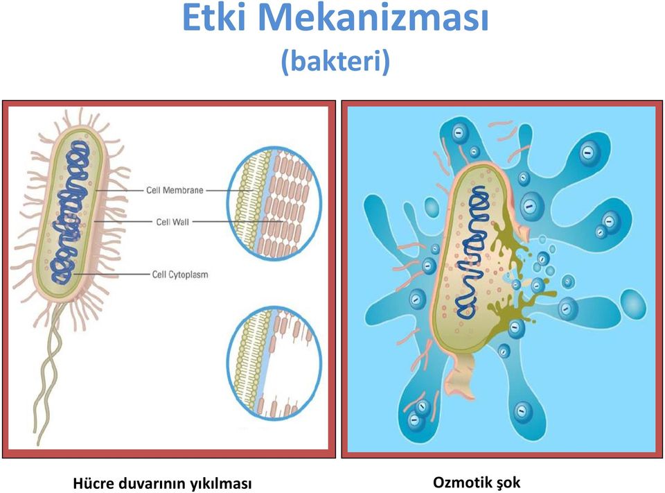 (bakteri) Hücre