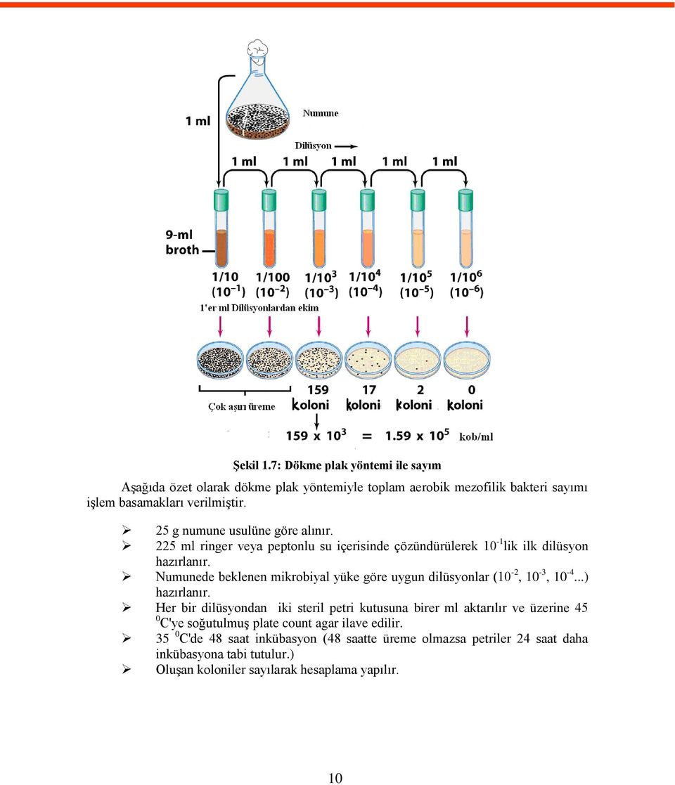 Numunede beklenen mikrobiyal yüke göre uygun dilüsyonlar (10-2, 10-3, 10-4...) hazırlanır.