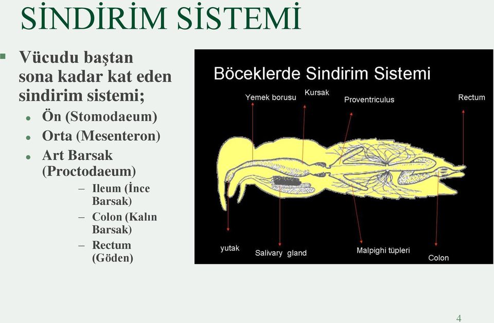 (Mesenteron) Art Barsak (Proctodaeum) Ileum