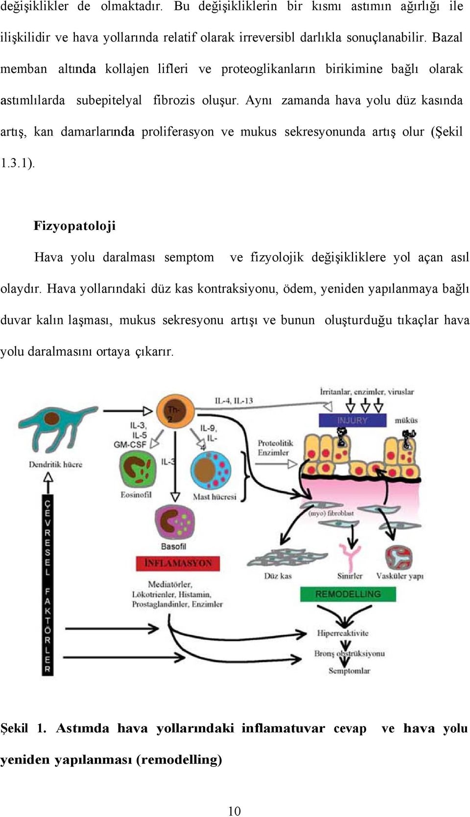 Aynı zamanda hava yolu düz kasında artış, kan damarlarında proliferasyon ve mukus sekresyonunda artış olur (Şekil 1.3.1).