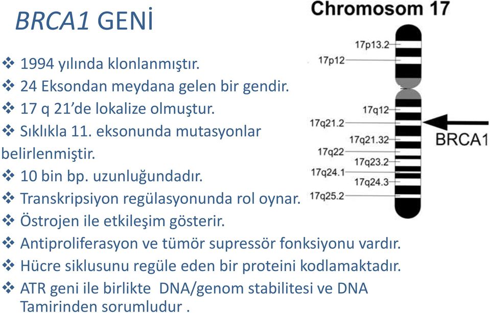 Transkripsiyon regülasyonunda rol oynar. Östrojen ile etkileşim gösterir.