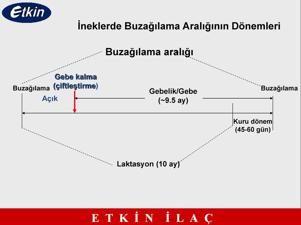 kalma (çiftleştirme) Gebelik/Gebe (~9.