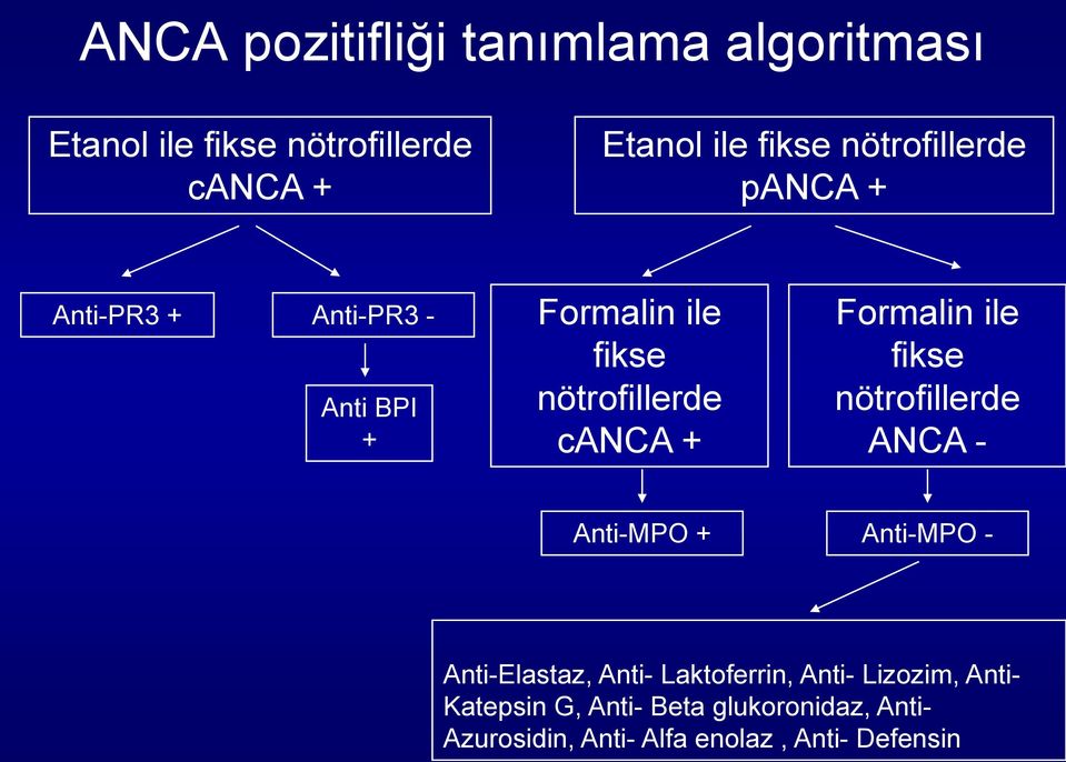 Formalin ile fikse nötrofillerde ANCA - Anti-MPO + Anti-MPO - Anti-Elastaz, Anti- Laktoferrin,