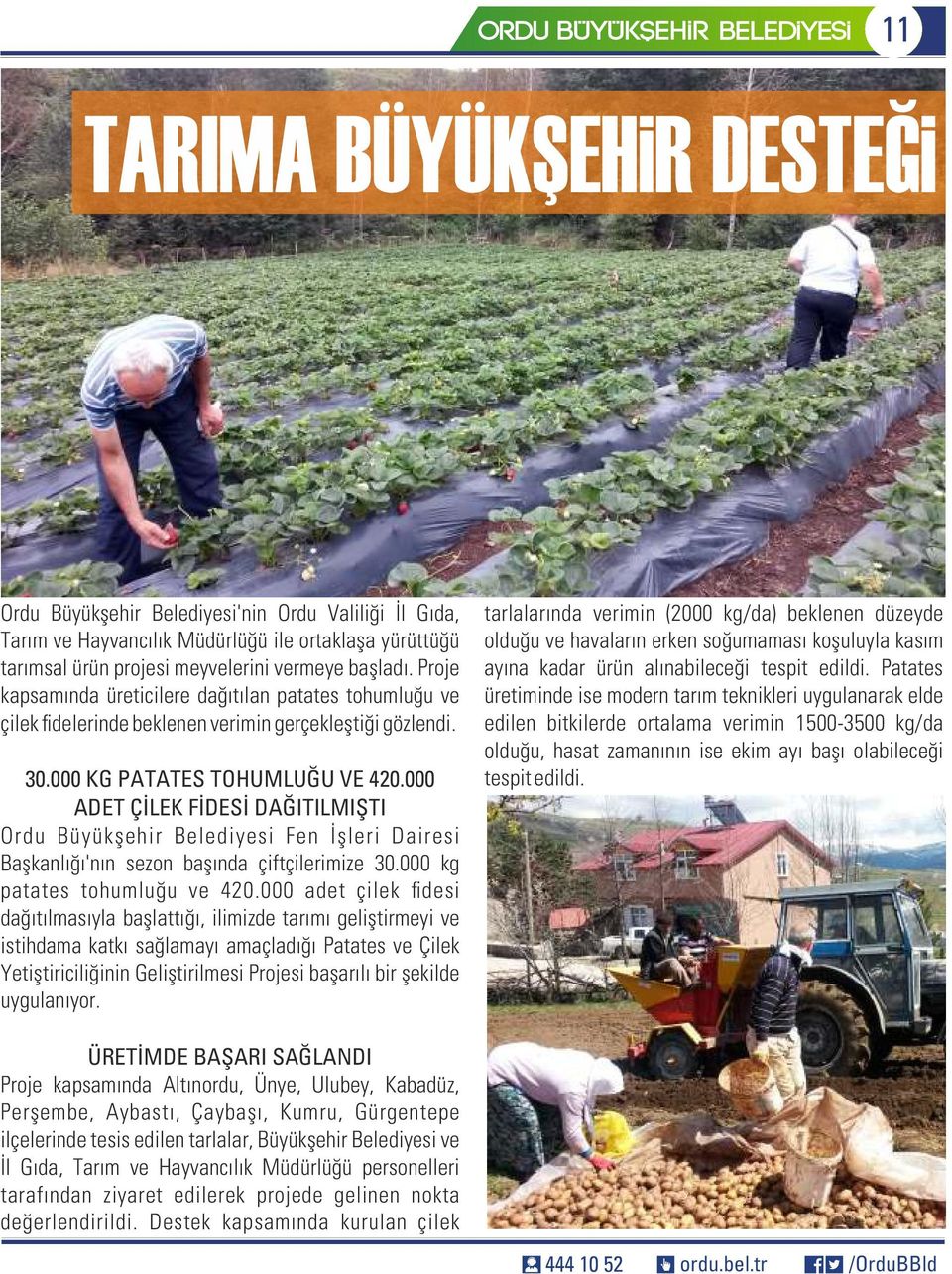 000 ADET ÇİLEK FİDESİ DAĞITILMIŞTI Ordu Büyükşehir Belediyesi Fen İşleri Dairesi Başkanlığı'nın sezon başında çiftçilerimize 30.000 kg patates tohumluğu ve 420.