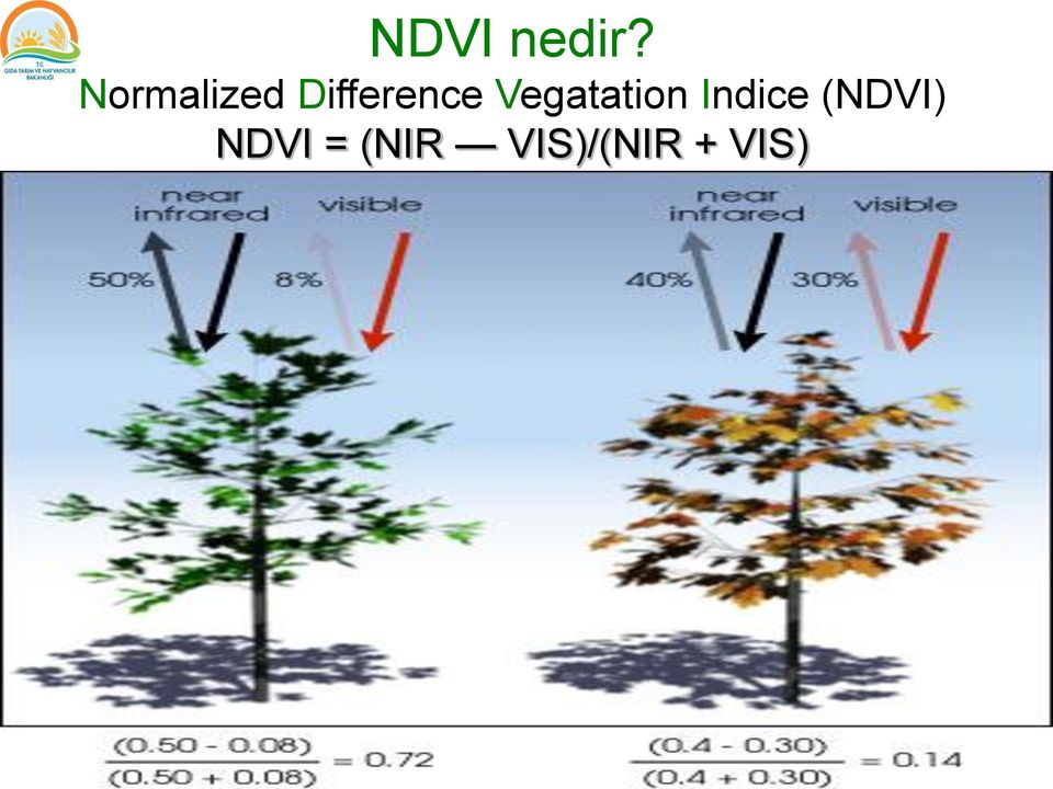 Vegatation Indice