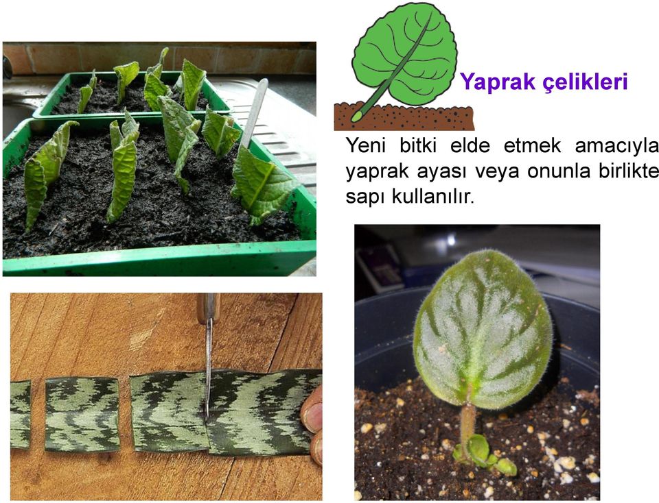 amacıyla yaprak ayası