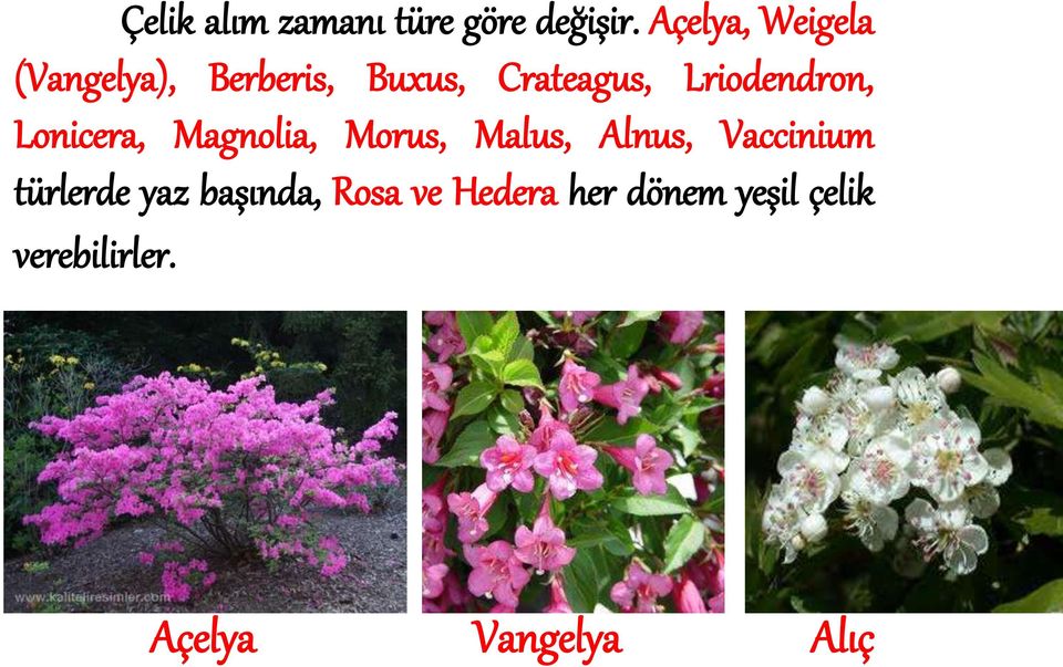Lriodendron, Lonicera, Magnolia, Morus, Malus, Alnus,
