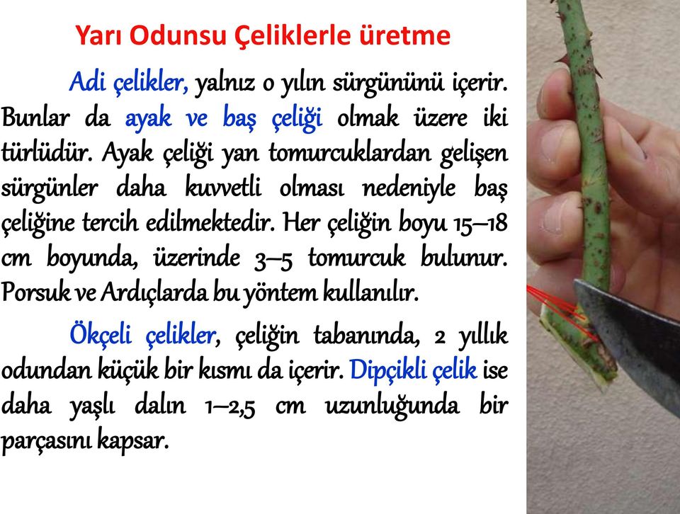 Ayak çeliği yan tomurcuklardan gelişen sürgünler daha kuvvetli olması nedeniyle baş çeliğine tercih edilmektedir.