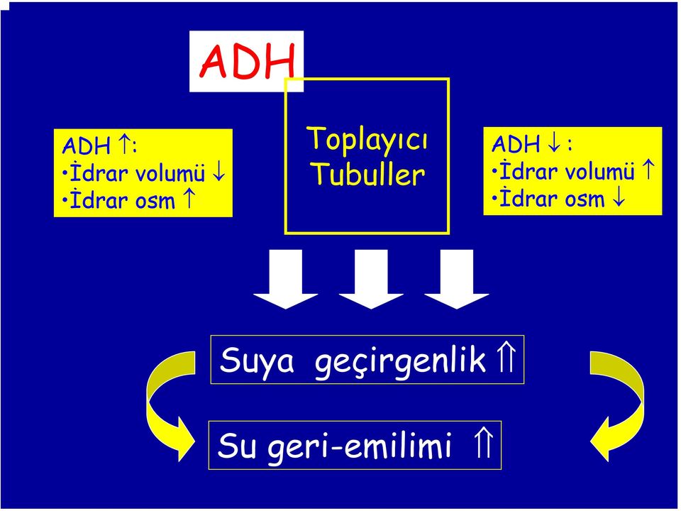 İdrar volumü İdrar osm Suya