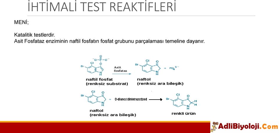 Asit Fosfataz enziminin naftil