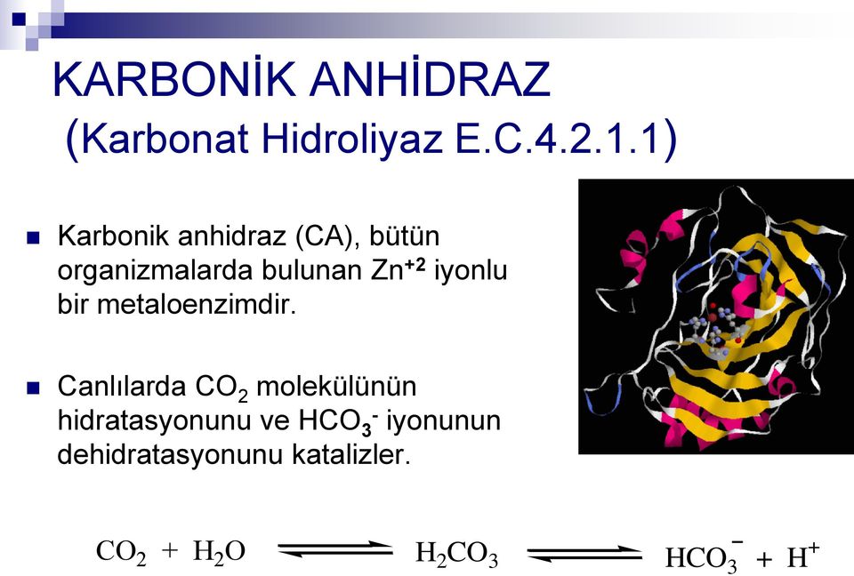 iyonlu bir metaloenzimdir.