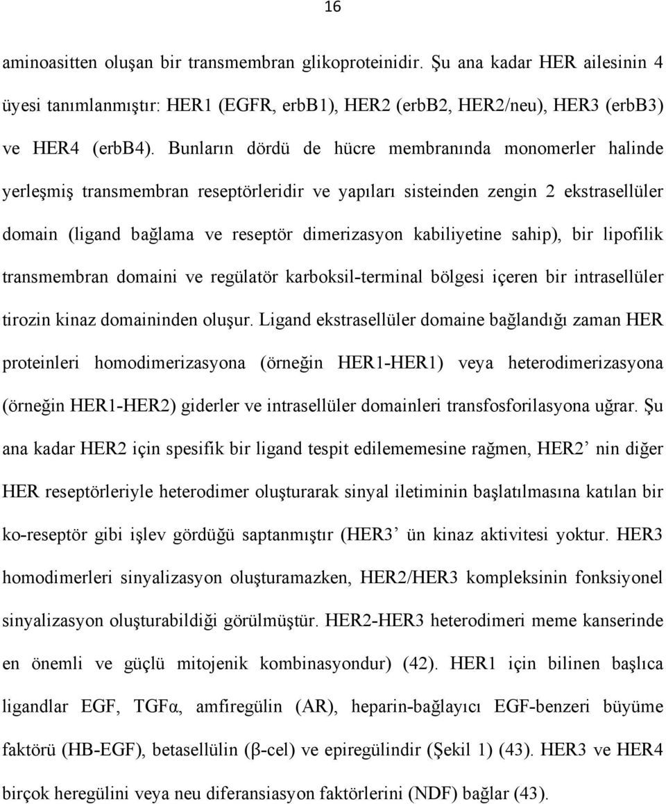 kabiliyetine sahip), bir lipofilik transmembran domaini ve regülatör karboksil-terminal bölgesi içeren bir intrasellüler tirozin kinaz domaininden oluşur.