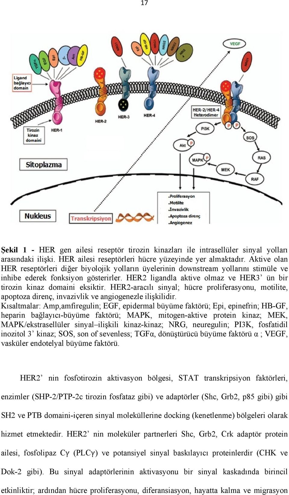 HER2 ligandla aktive olmaz ve HER3 ün bir tirozin kinaz domaini eksiktir. HER2-aracılı sinyal; hücre proliferasyonu, motilite, apoptoza direnç, invazivlik ve angiogenezle ilişkilidir.