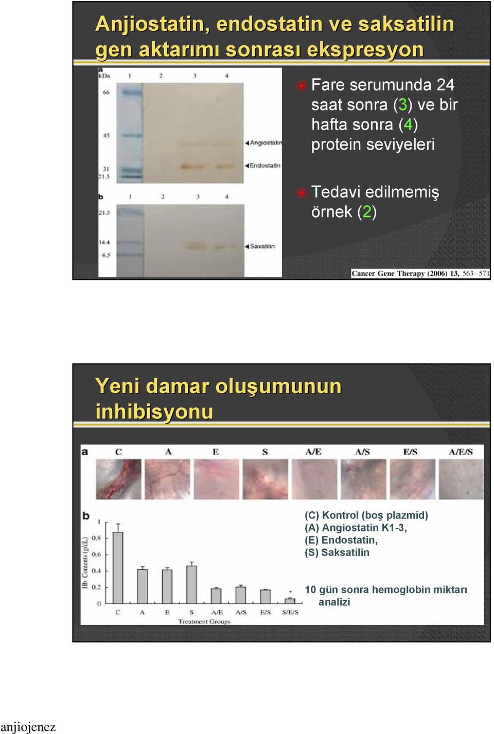 edilmemiş örnek (2) Yeni damar oluşumunun umunun inhibisyonu (C) Kontrol (boş