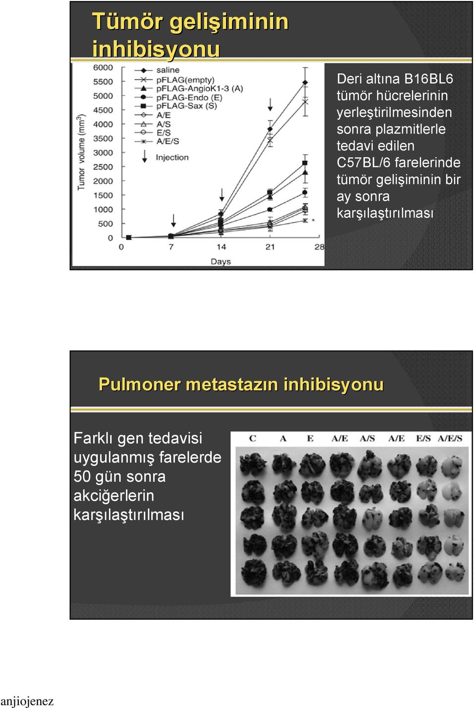 gelişiminin bir ay sonra karşılaştırılması Pulmoner metastazın n inhibisyonu