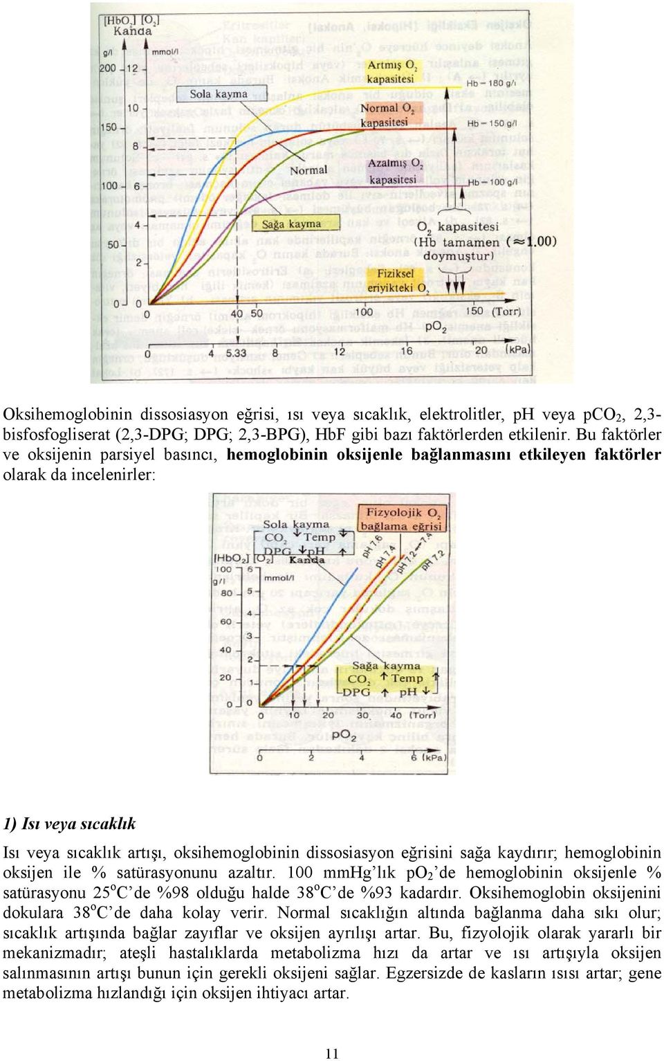 dissosiasyon eğrisini sağa kaydırır; hemoglobinin oksijen ile % satürasyonunu azaltır. 100 mmhg lık po 2 de hemoglobinin oksijenle % satürasyonu 25 o C de %98 olduğu halde 38 o C de %93 kadardır.