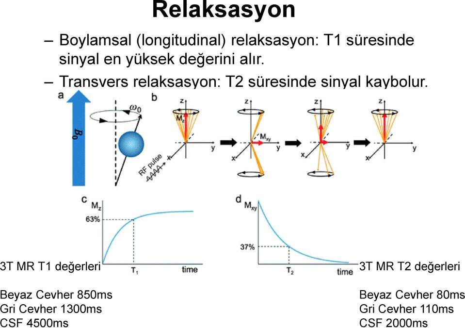 Transvers relaksasyon: T2 süresinde sinyal kaybolur.