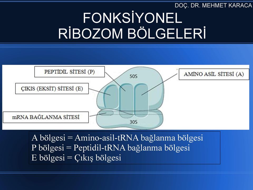 bölgesi P bölgesi = Peptidil-tRNA