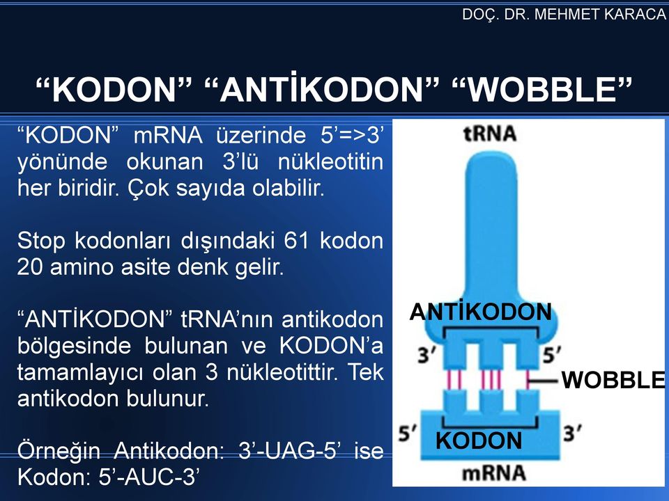 ANTİKODON trna nın antikodon bölgesinde bulunan ve KODON a tamamlayıcı olan 3 nükleotittir.
