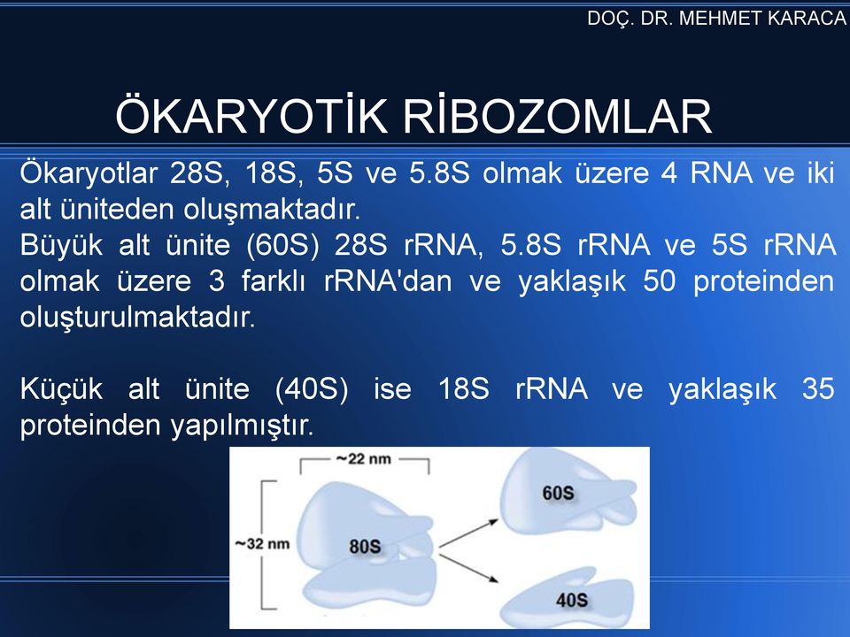 Büyük alt ünite (60S) 28S rrna, 5.