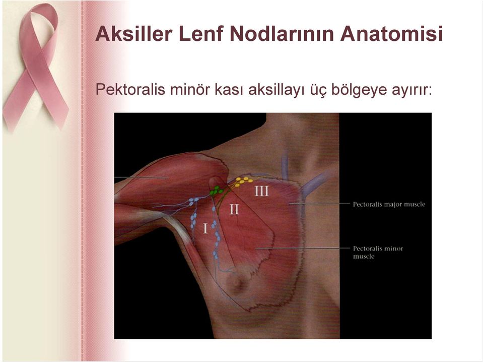 Pektoralis minör kası