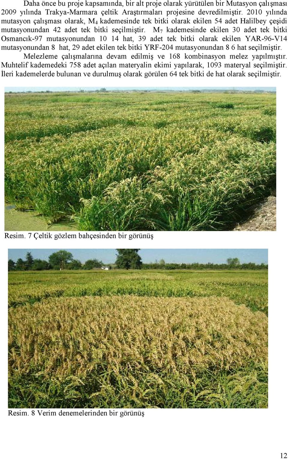 M7 kademesinde ekilen 30 adet tek bitki Osmancık-97 mutasyonundan 10 14 hat, 39 adet tek bitki olarak ekilen YAR-96-V14 mutasyonundan 8 hat, 29 adet ekilen tek bitki YRF-204 mutasyonundan 8 6 hat