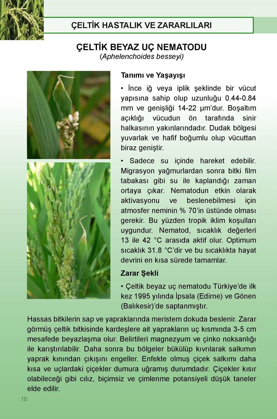 Migrasyon yağmurlardan sonra bitki film tabakası gibi su ile kaplandığı zaman ortaya çıkar. Nematodun etkin olarak aktivasyonu ve beslenebilmesi için atmosfer neminin % 70 in üstünde olması gerekir.