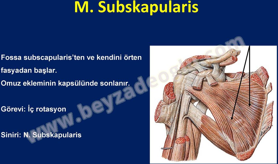 Omuz ekleminin kapsülünde sonlanır.