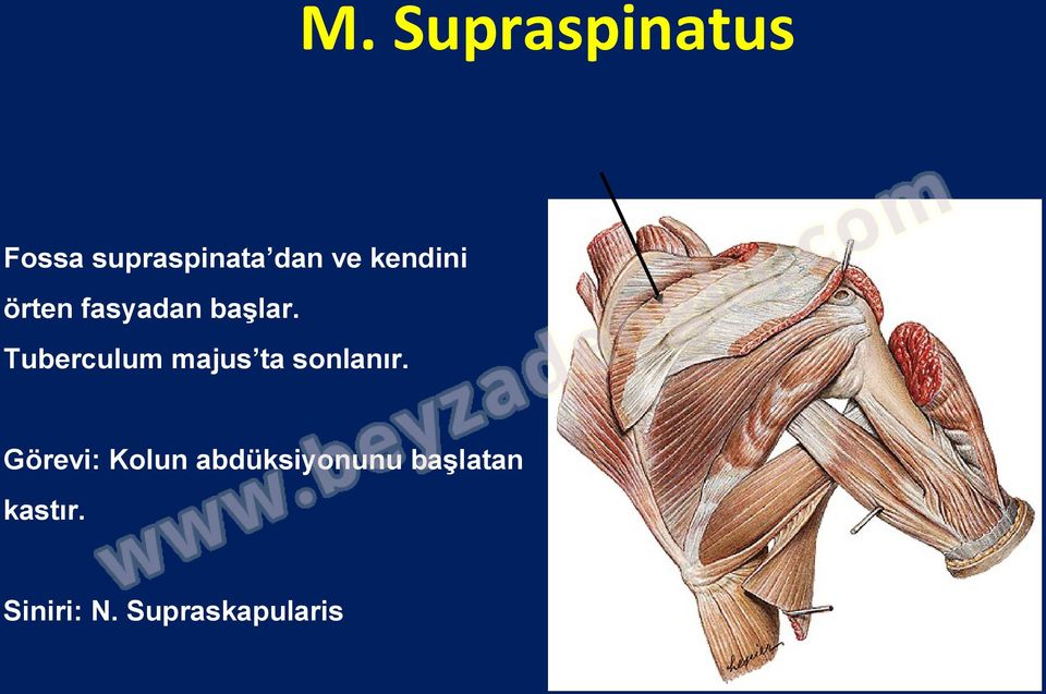 Tuberculum majus ta sonlanır.