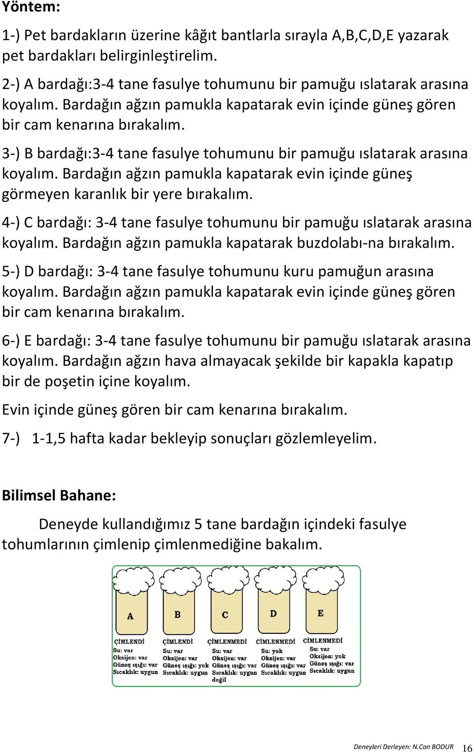 Bardağın ağzın pamukla kapatarak evin içinde güneş görmeyen karanlık bir yere bırakalım. 4-) C bardağı: 3-4 tane fasulye tohumunu bir pamuğu ıslatarak arasına koyalım.