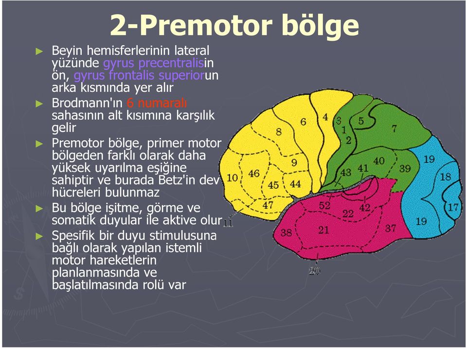 yüksek uyarılma eşiğine sahiptir ve burada Betz'in dev hücreleri bulunmaz Bu bölge işitme, görme ve somatik duyular ile