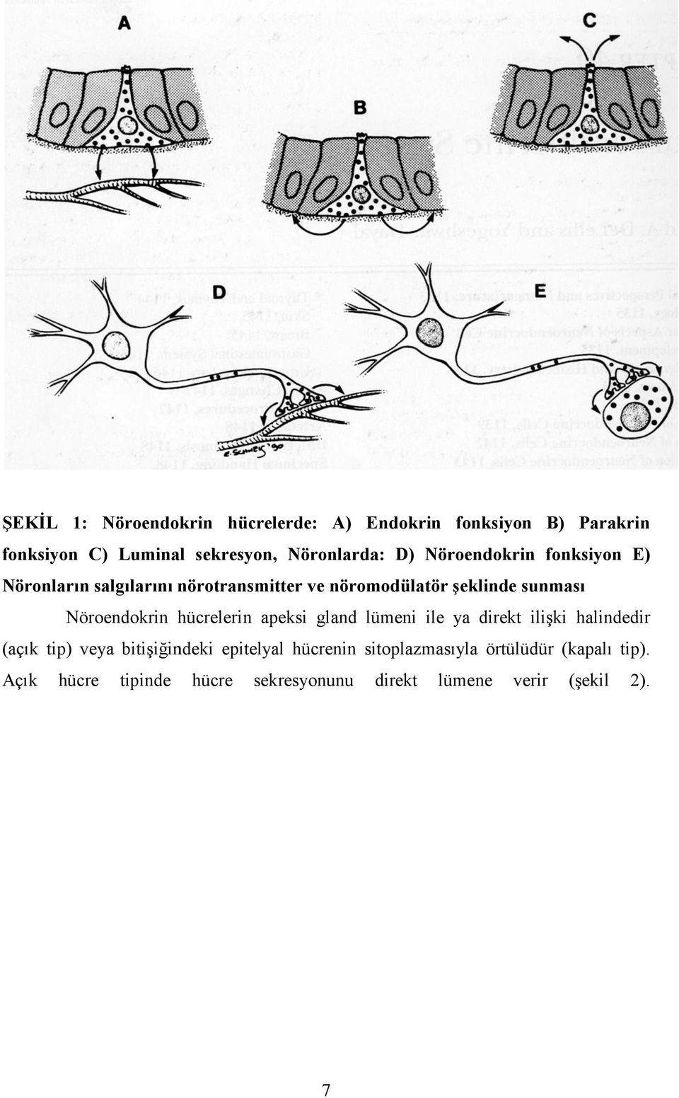 Nöroendokrin hücrelerin apeksi gland lümeni ile ya direkt ilişki halindedir (açık tip) veya bitişiğindeki