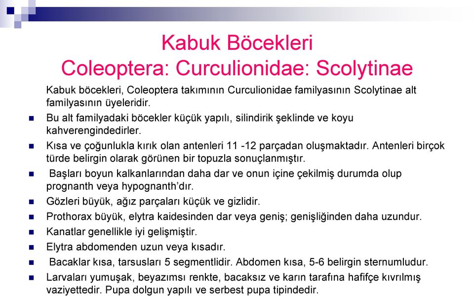 Antenleri birçok türde belirgin olarak görünen bir topuzla sonuçlanmıģtır. BaĢları boyun kalkanlarından daha dar ve onun içine çekilmiģ durumda olup prognanth veya hypognanth dır.