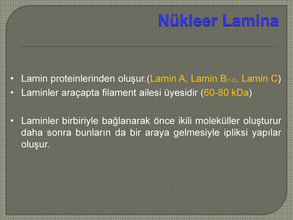 ailesi üyesidir (60-80 kda) Laminler birbiriyle bağlanarak