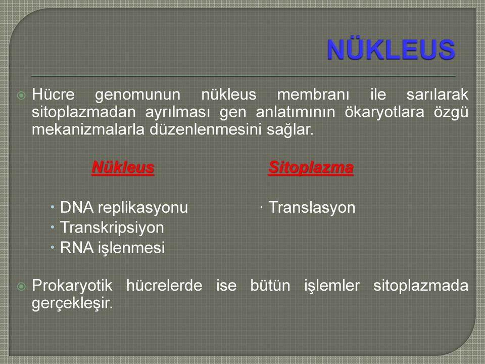 Nükleus DNA replikasyonu Transkripsiyon RNA işlenmesi Sitoplazma