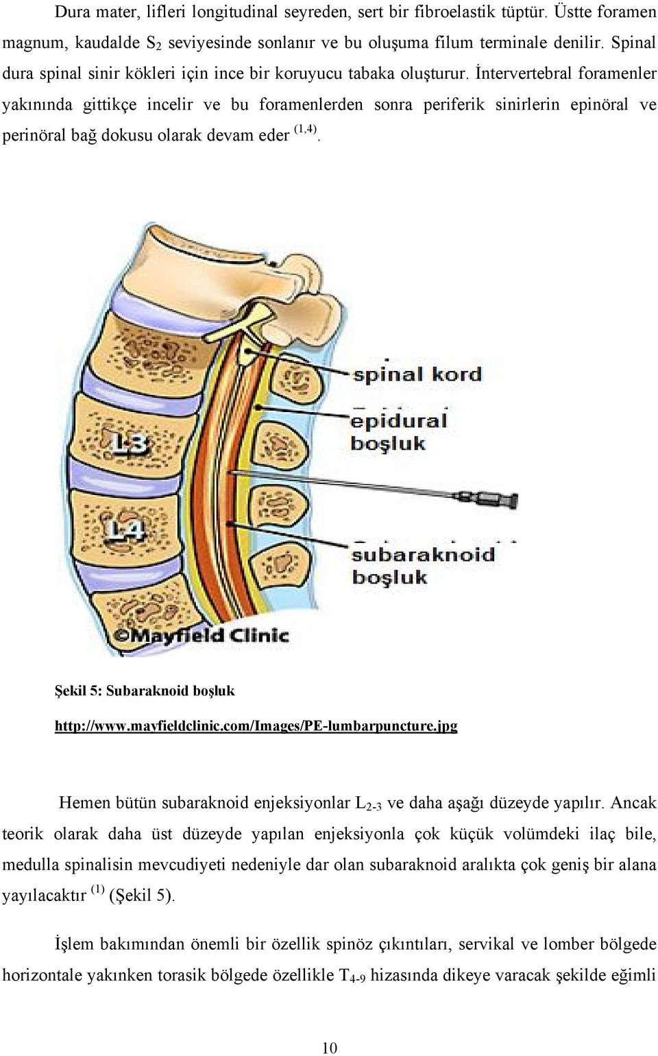 İntervertebral foramenler yakınında gittikçe incelir ve bu foramenlerden sonra periferik sinirlerin epinöral ve perinöral bağ dokusu olarak devam eder (1,4). Şekil 5: Subaraknoid boşluk http://www.