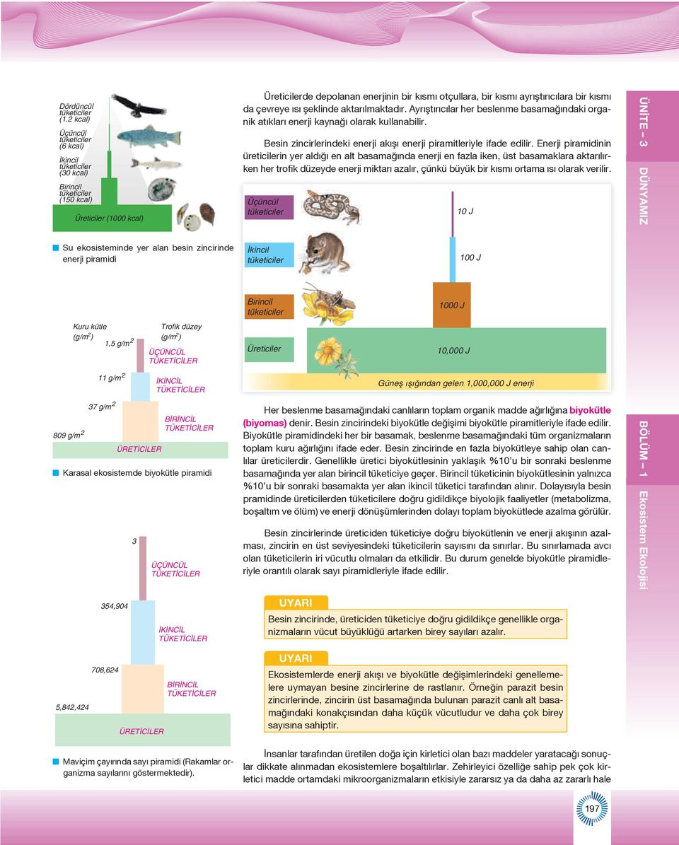 kütle (g/m 2 ) 1,5 g/m 2 11 g/m 2 37 g/m 2 ÜRET C LER Trofik düzey (g/m 2 ) ÜÇÜNCÜL TÜKET C LER K NC L TÜKET C LER B R NC L TÜKET C LER Karasal ekosistemde biyokütle piramidi 3 ÜÇÜNCÜL TÜKET C LER