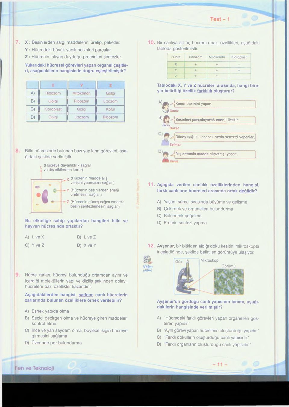 X A) 1 Ribozom Mitokondri Golgi B) H Golgi Ribozom Lizozom C) i Kloroplast Golgi Koful D) Golgi Lizozom Ribozom 1 0. Bir canlıya ait üç hücrenin bazı özellikleri, aşağıdaki tabloda gösterilmiştir.