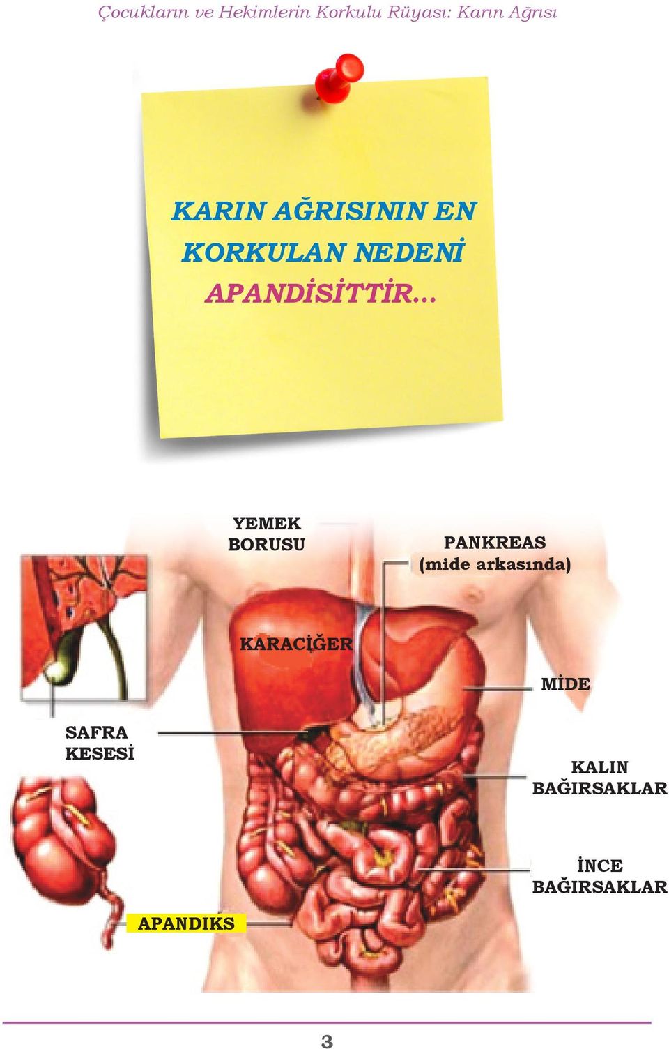 BORUSU PANKREAS (mide arkasında) KARACİĞER MİDE SAFRA